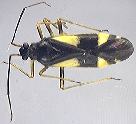 Dryophilocoris flavoquadrimaculatus